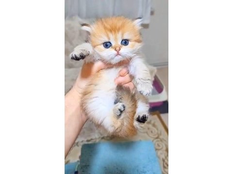 Muhteşem golden british longhair yavrularımız