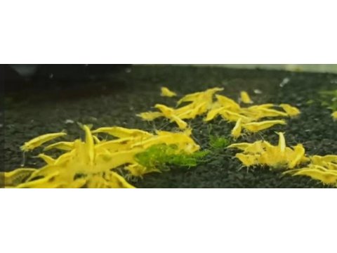 Sarı ateş neon karides