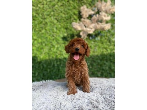 Toy poodle bebekler