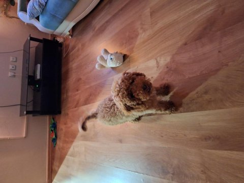 Yakışıklı erkek poodle