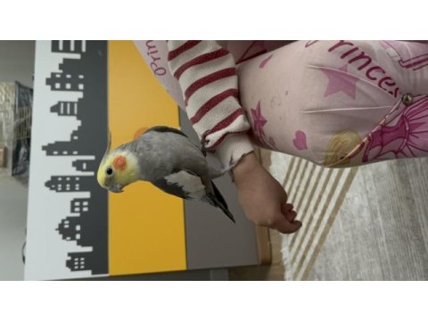 Konuşan evcil sultan papağanı