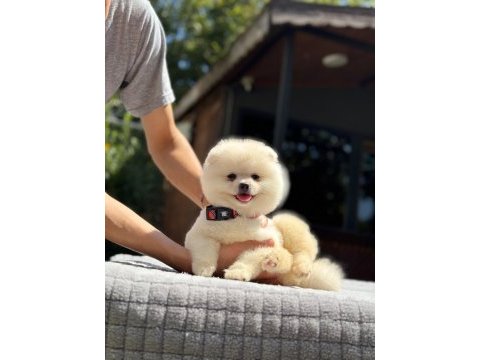 Sağlık ve ırk garantili pomeranian
