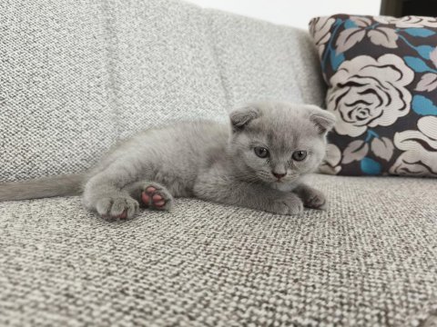 Erkek 50 günlük yavru scottish fold