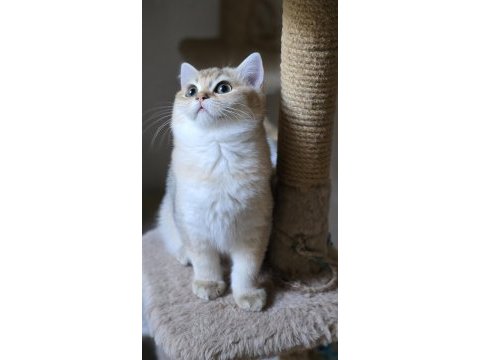 Safkan british shorthair ny 11 iki yavru dişi ve erkek