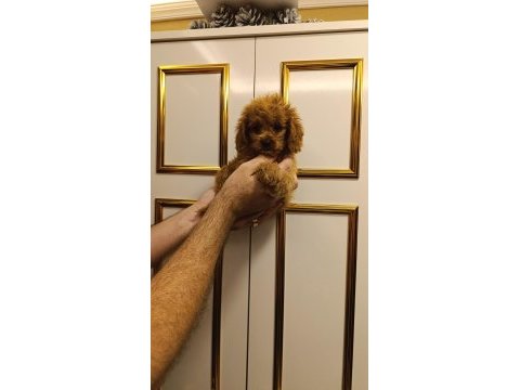 Toy poodle kuzumuz