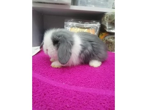 Safkan lop tavşanı bebekler