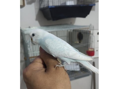 Ele alıştırmalık muhabbet kuşu bebekler