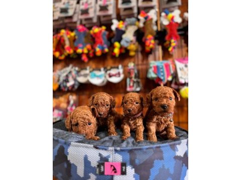 En akıllı apartman köpeği secereli toy poodle