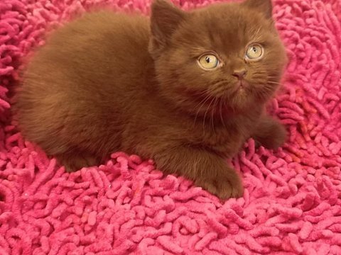 Safkan british shorthair solid chocolate