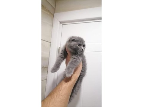 British shorthair bebekler