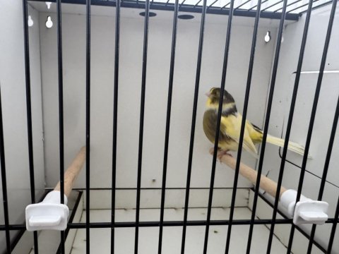 Dişi gloster kanarya