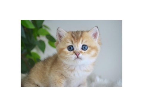 British shorthair golden yavruları