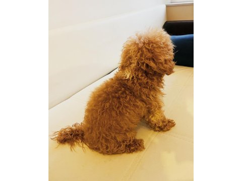 9 aylık dişi toy poodle