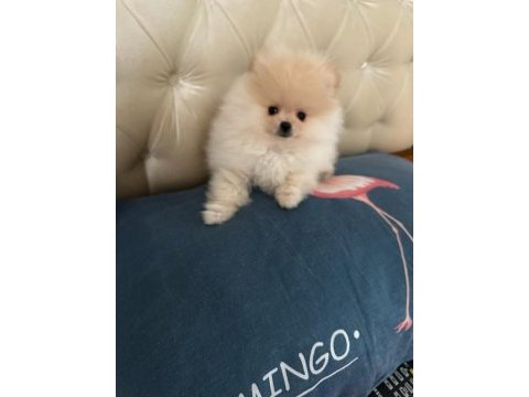 75 günlük erkek pomeranian