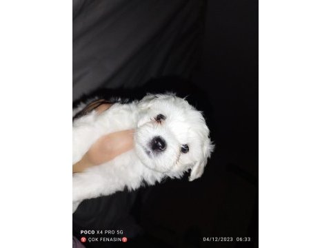 Maltese çocuklarımı sahiplendiriyoruz