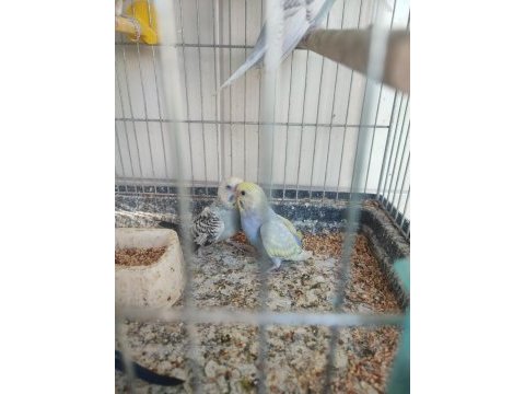 2 aylık yavrular ve yeni yeme düşmüş kuşlar