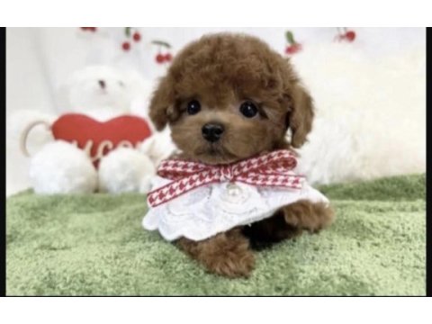Toy poodle yavrusu