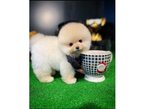 Ruhsatlı yetiştiriciden özel pomeranian yavrular