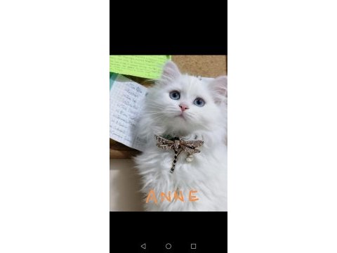 3 aylık scottish fold yavrumuzu sahiplendiriyoruz