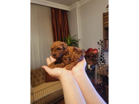 Toy ve teacup poodle teslime hazır yavrular