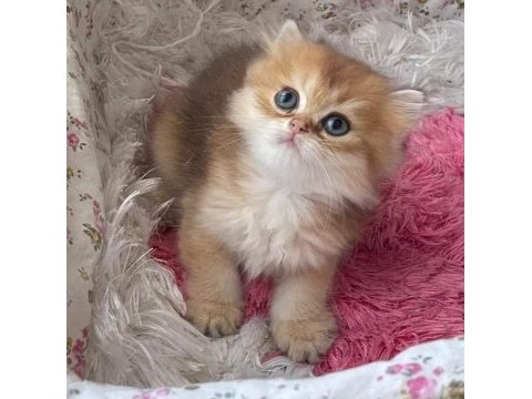Ny11 dişi full şecereli british longhair