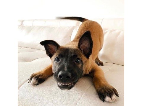 Belçika kurdu köpeği