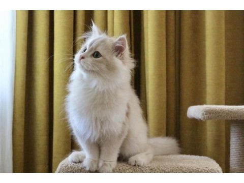 Krem rengi british longhair yakışıklım