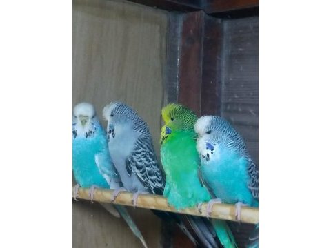 Hazır damızlık show jumbo jumbo çek yerli muhabbet yavrular