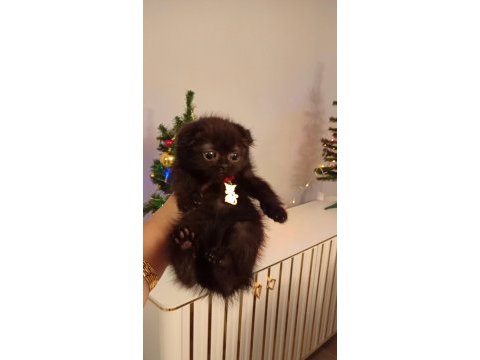 2 aylık bitter çikolata sıfır kulak scottish fold