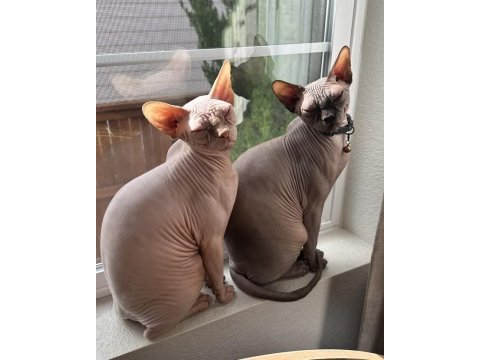 Sfenks tortie ve pembe renk orjinal yavrularımız