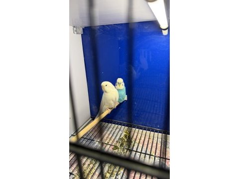 Yavru yumurta garantili renk güzeli iri çek kuşlar