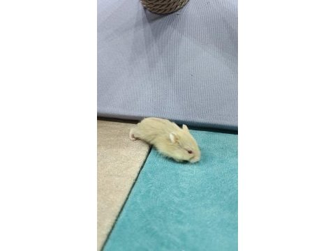 Gonzalez hamster yavruları