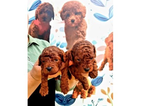 Toy poodle yavrularımız inanılmazlar