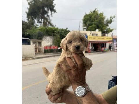 Kg garantili dişi üst kalite maltipoo yavrumuz