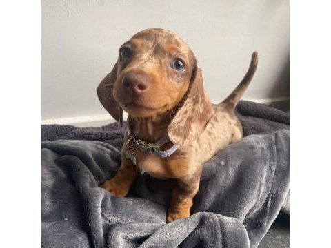 Kısa tüylü mini dachshund sosis yavrular
