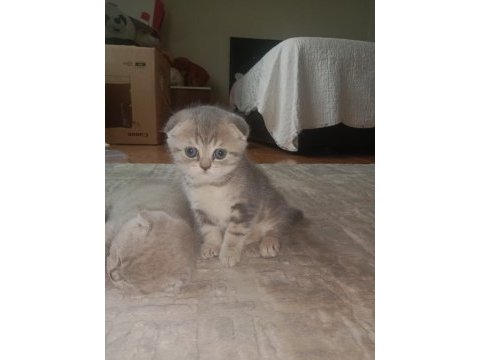 Scottish fold yavrularına yuva arıyorum