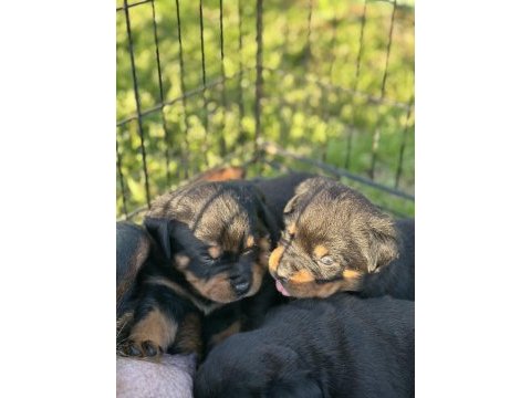 Türkiyenin göz bebeği diana rottweiler bebekleri