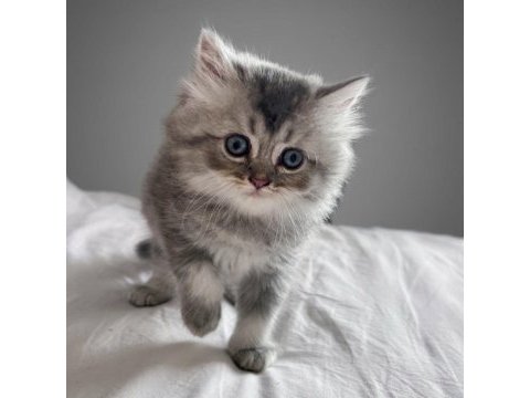 British longhair yavru kedimiz acil
