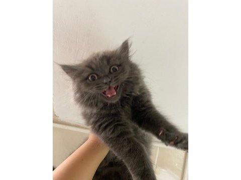 Eğitimli erkek british longhair yavrumuz