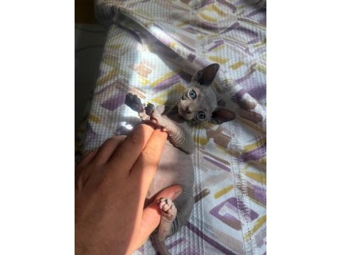 0 tüy 2,5 aylık dişi sfenks