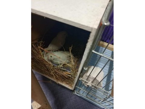 Bir çift albino cennet papağanı yuvadalar