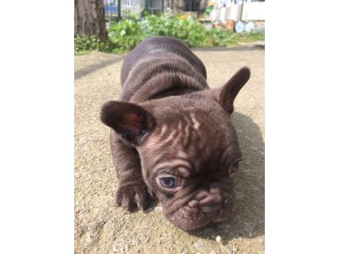 Cift kopya choco kaliteli erken soyu guzel frenchbulldog