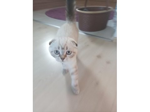 Scottish fold sıfır kulak arayan pişman olmaz uygun