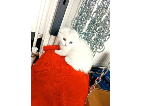 Scottish fold mavi gözlü ve odd eyes yavrular