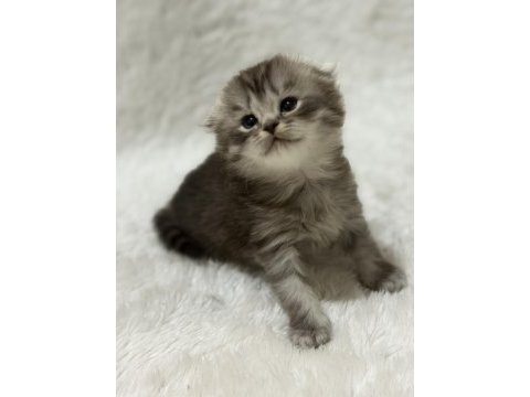 Rezerveye açık scottish fold