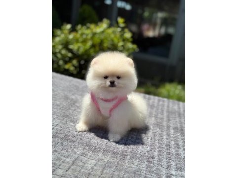 Pomeranian boo 