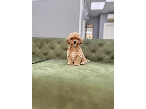Bebek yüzlü orjinal maltıpoo yavrumuz