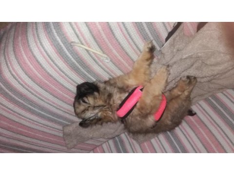 3 aylık pekinez köpeği
