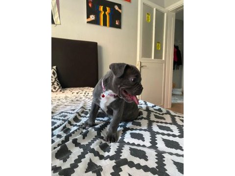 Aşılı french bulldog yavru