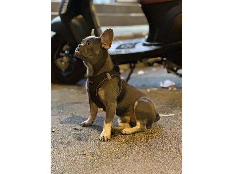 Blue tan (isabella carrier) french bulldog